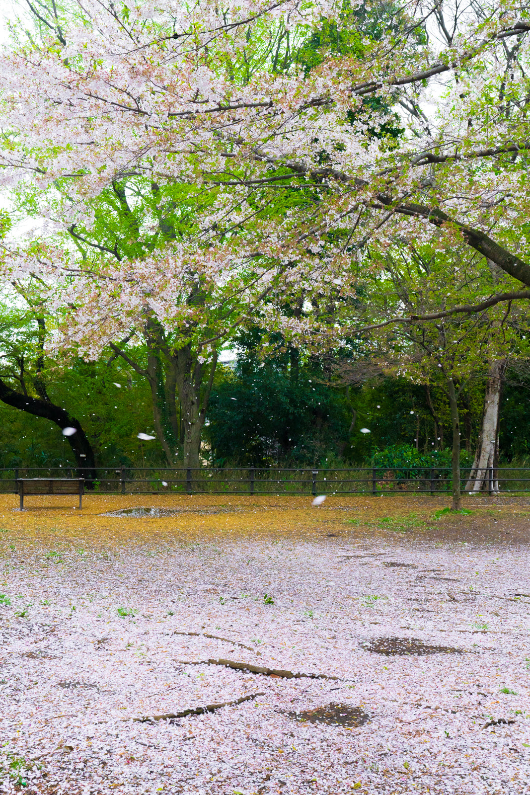 CREATE A SPRING CARPET