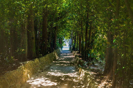 WALKWAY TO THE DREAM