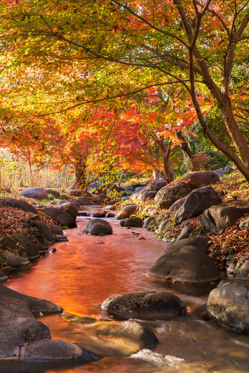 AUTUMN STREAM
