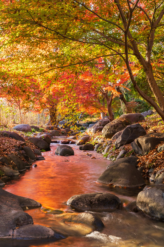 AUTUMN STREAM