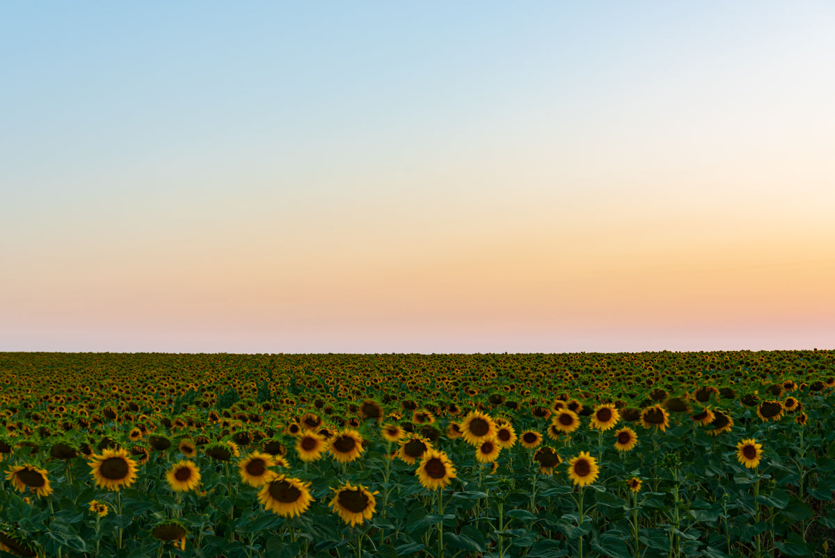 フォトグラファー育成篇