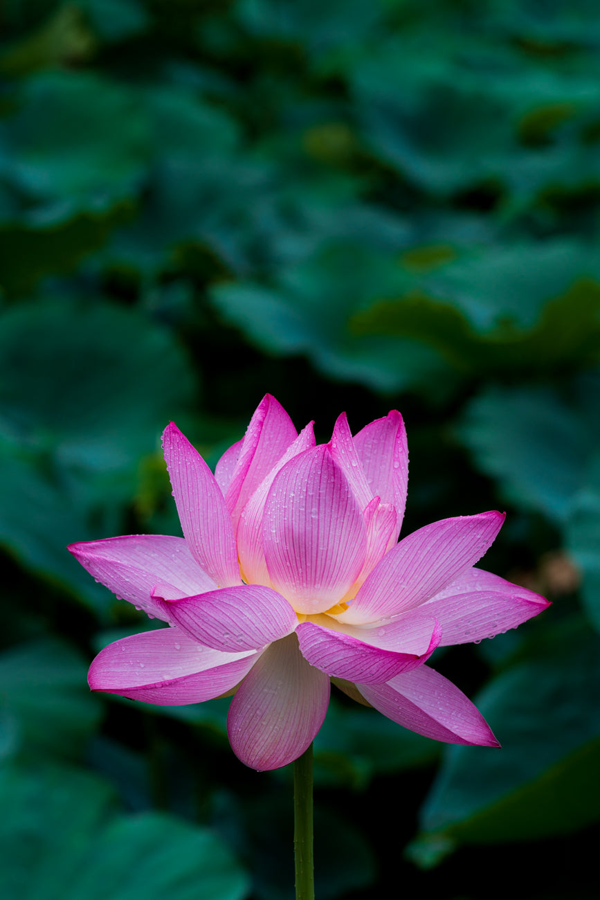 LOTUS Ⅱ