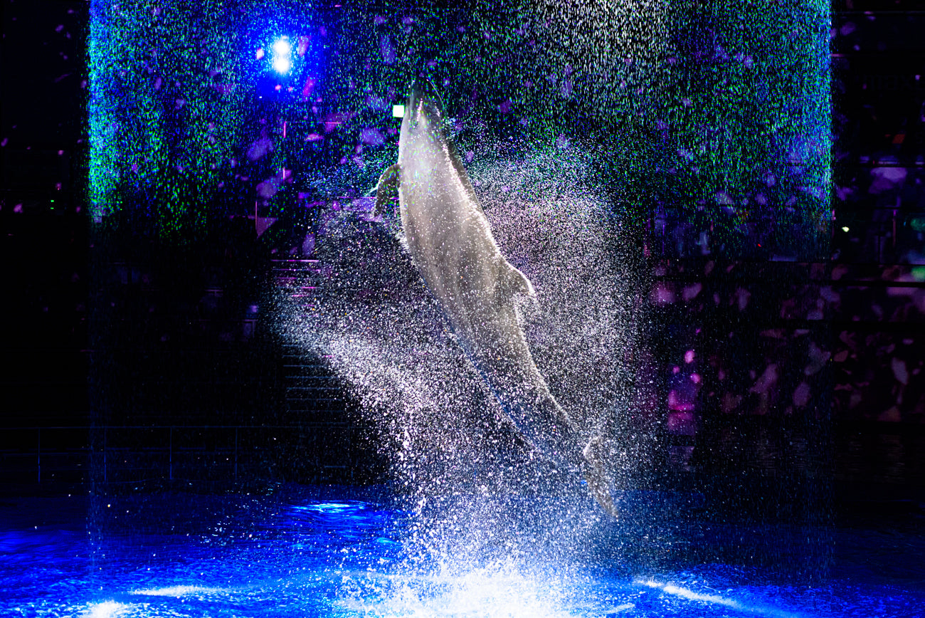 DANCING DOLPHIN