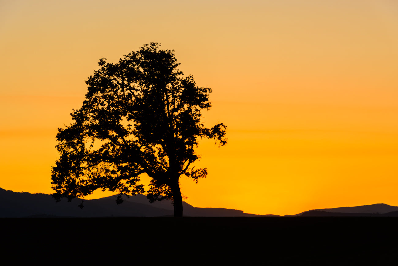 SUNSET OF OAK