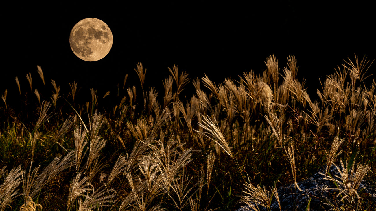 HARVEST MOON