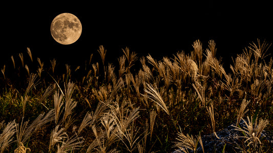 HARVEST MOON