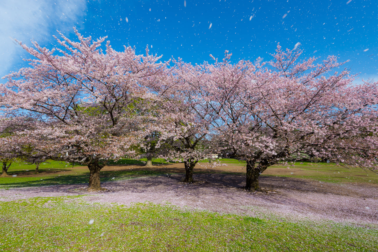 CHERRY SHOWER