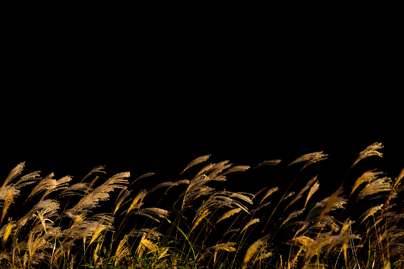 GOLDEN GRASS