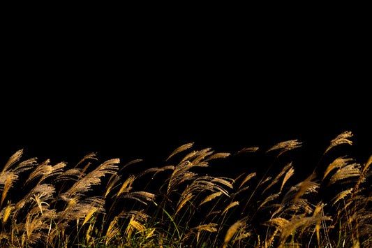 GOLDEN GRASS