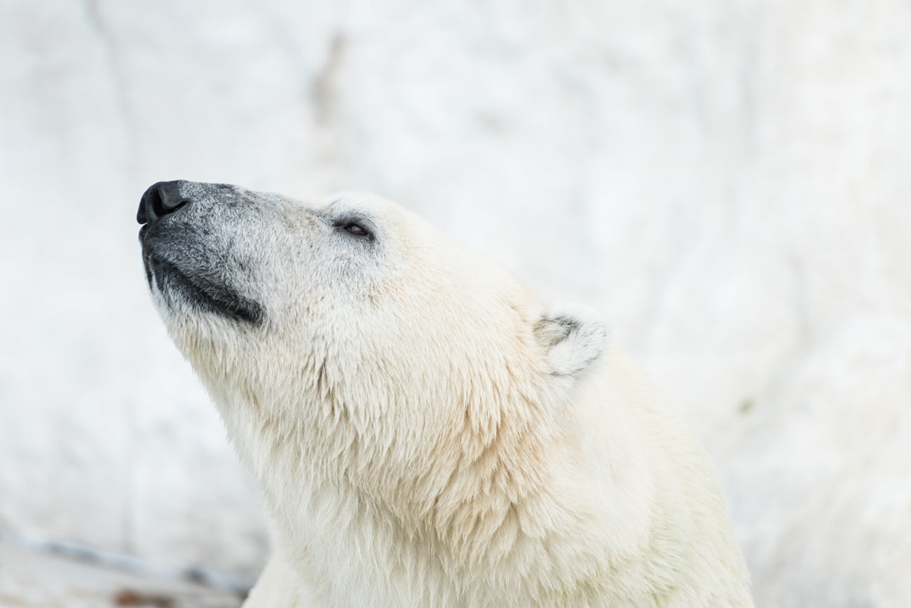 POLAR BEAR Ⅱ
