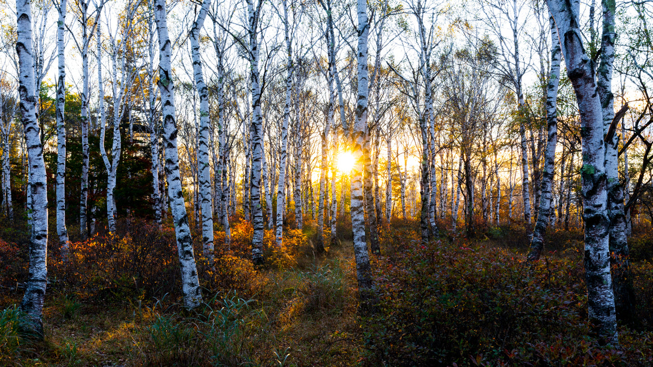 AWAKENING OF BIRCH