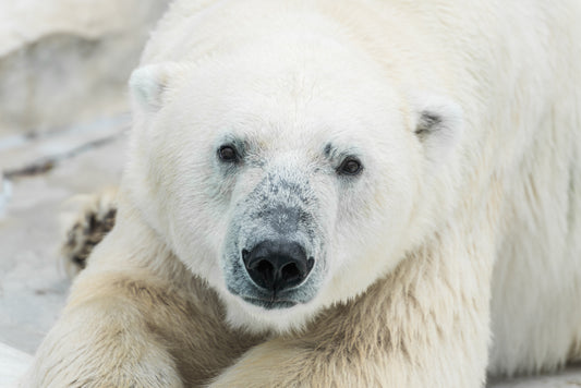 POLAR BEAR