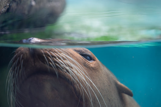 SEA LION