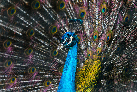 PEACOCK