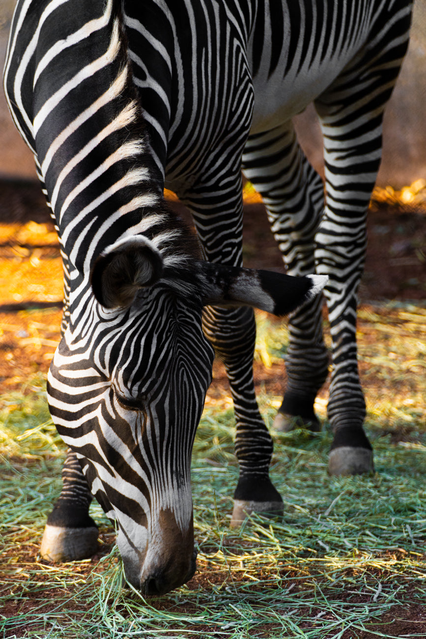 ZEBRA