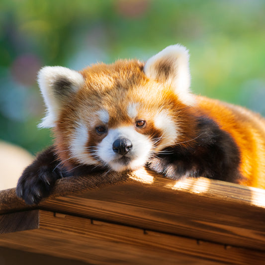 RED PANDA Ⅱ
