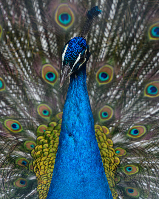 PEACOCK Ⅲ