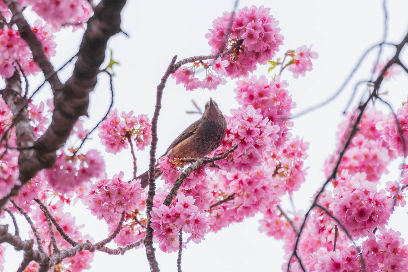 LOVELY BULBUL Ⅱ