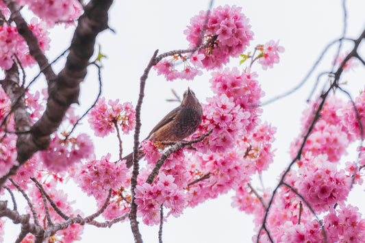 LOVELY BULBUL Ⅱ