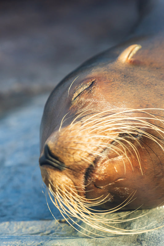 SEA LION Ⅱ