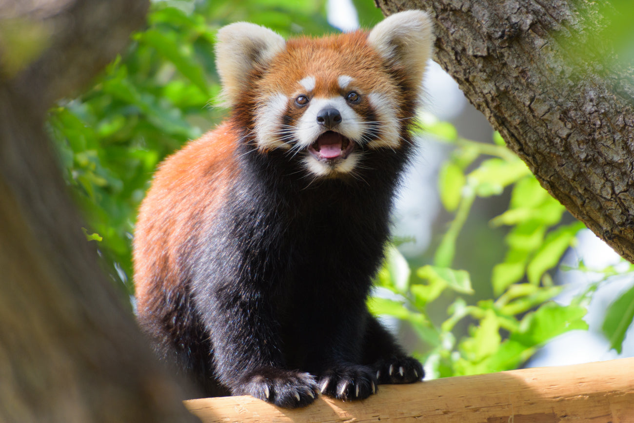 RED PANDA