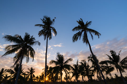 PALMS SUNSET