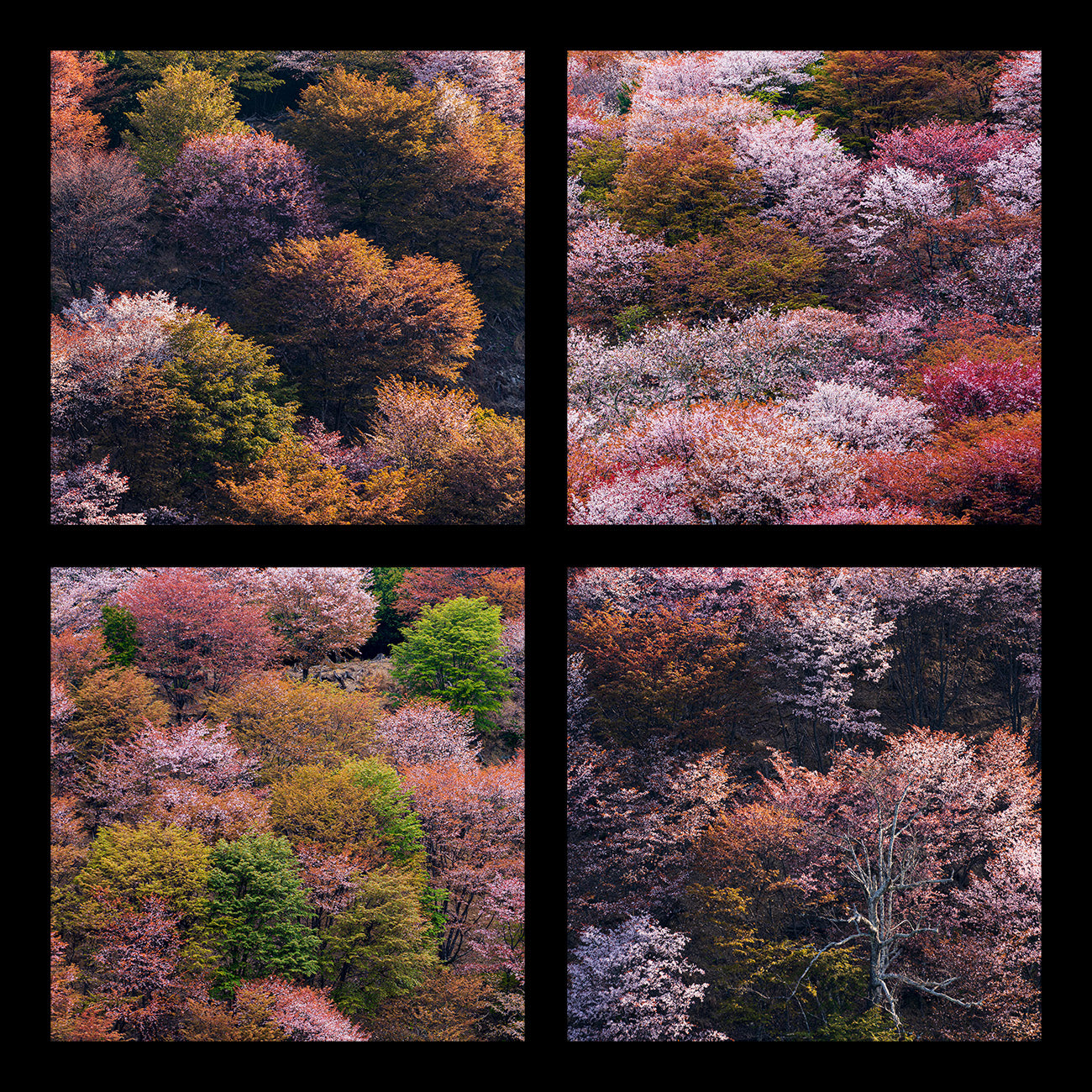 YOSHINO SPRING SELECTION