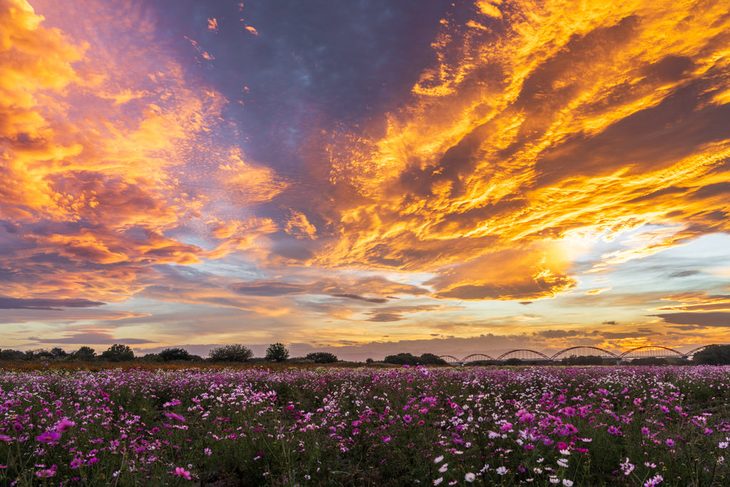 SPRING DREAM