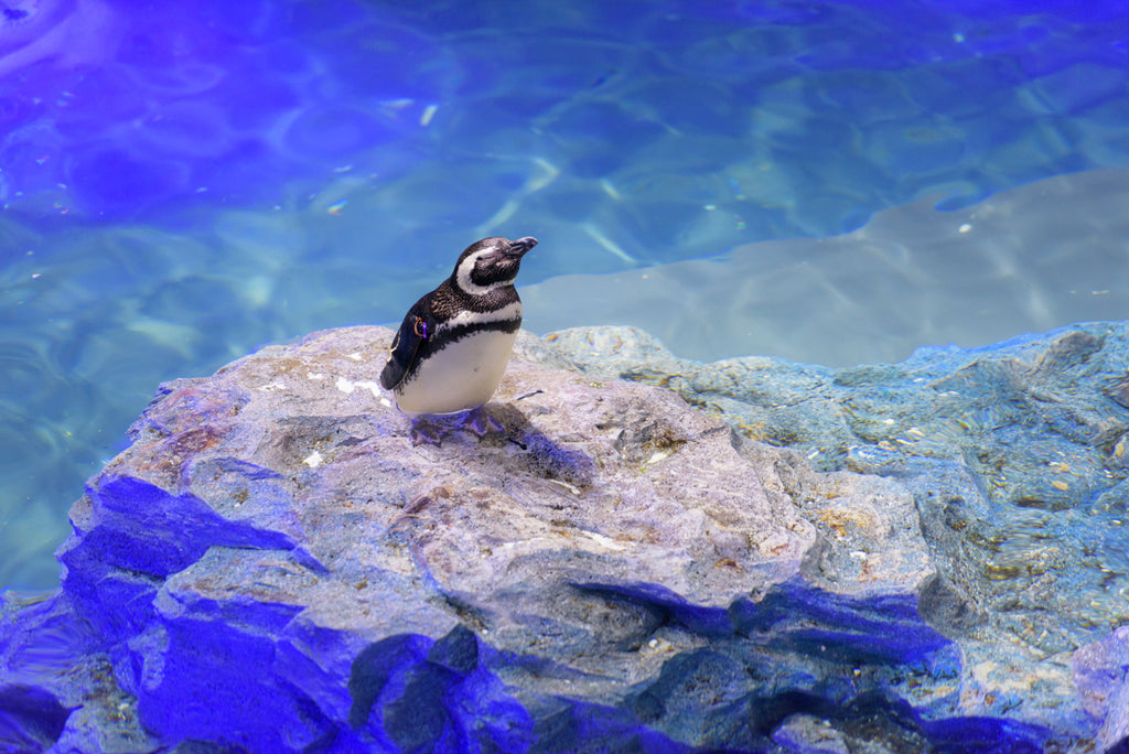 PENGUIN