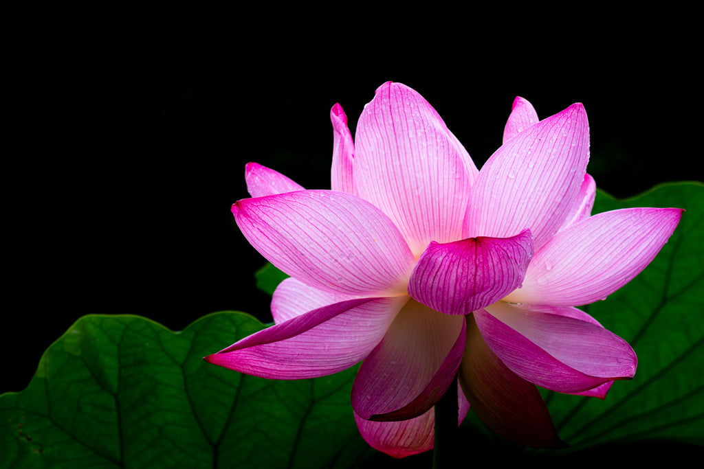 LOTUS