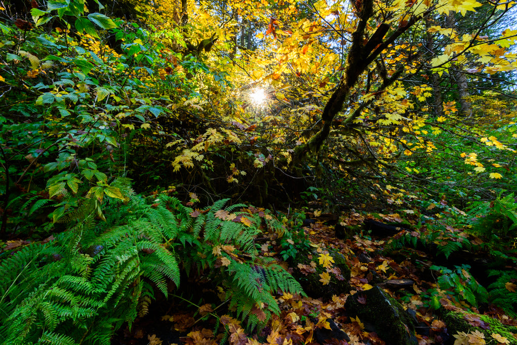 NEST OF LEAVES