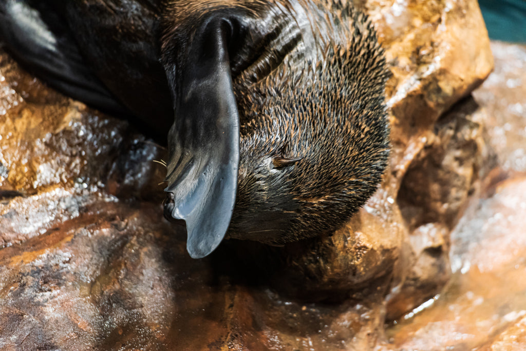 FUR SEAL