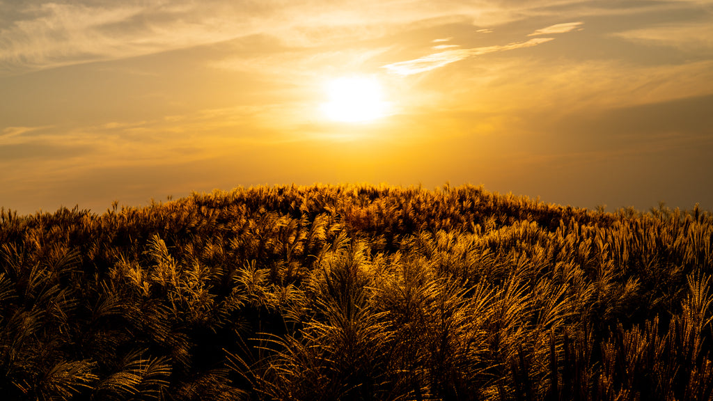 GOLDEN EARTH