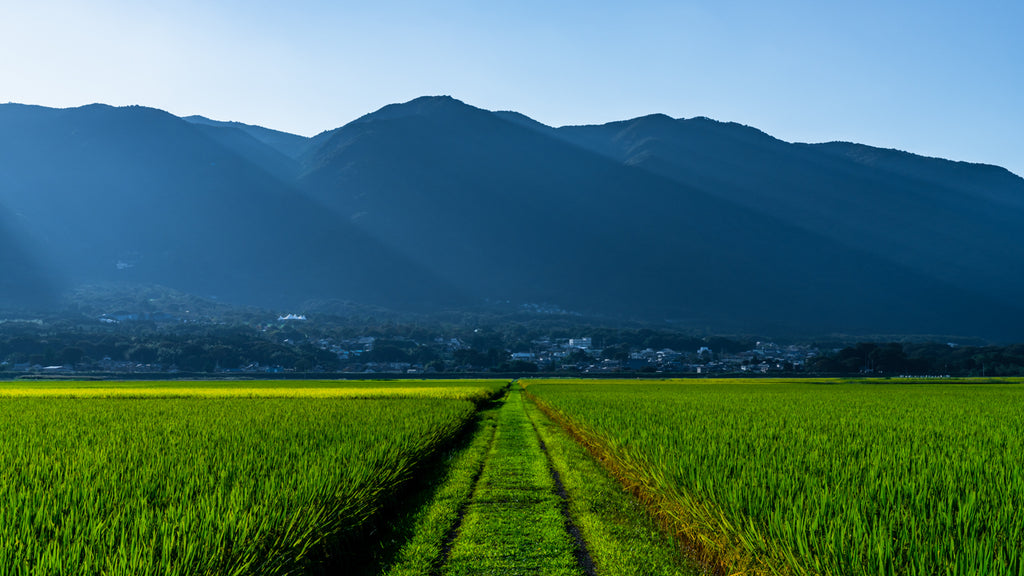 RURAL LIGHT