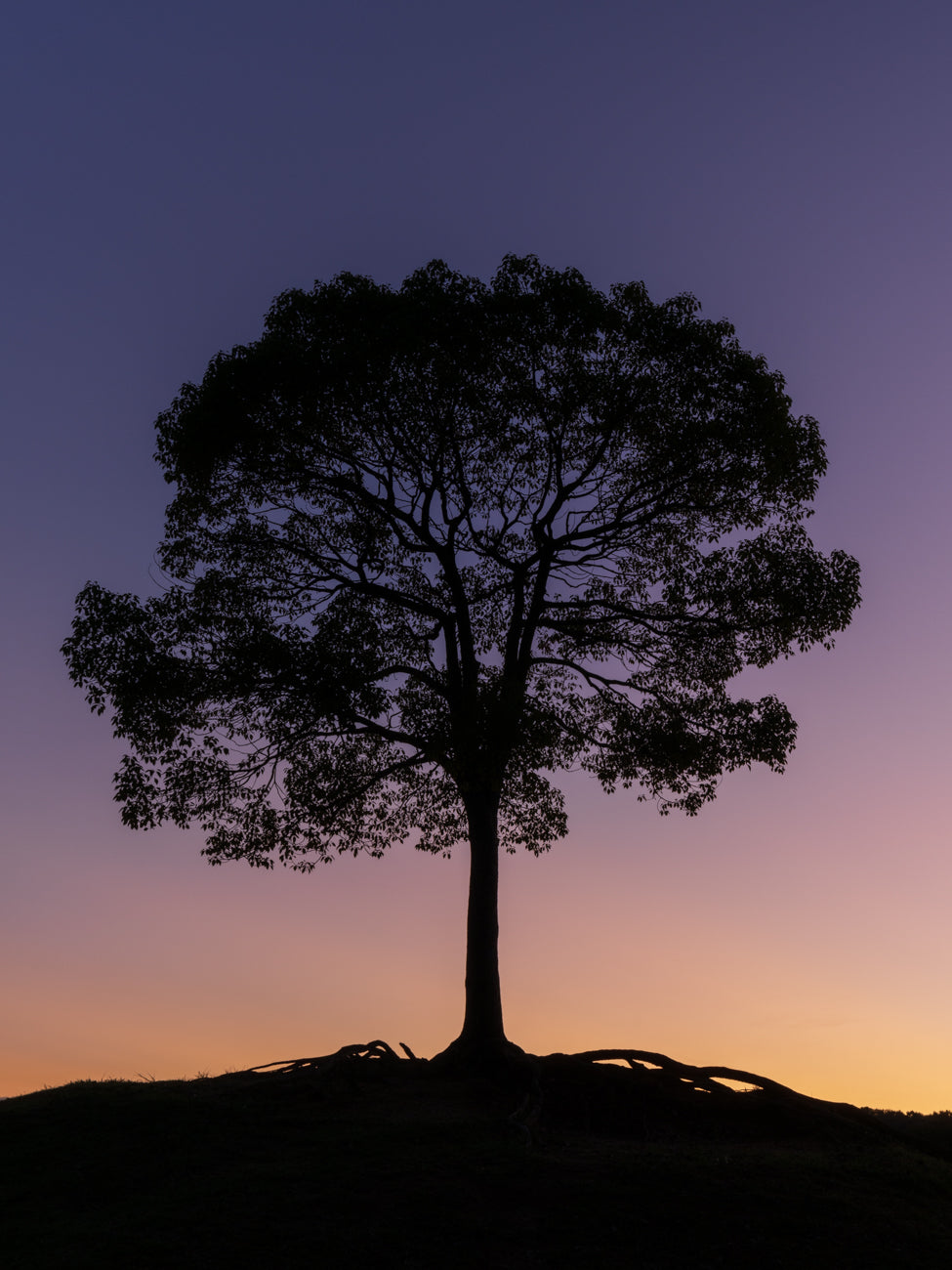 SILHOUETTE