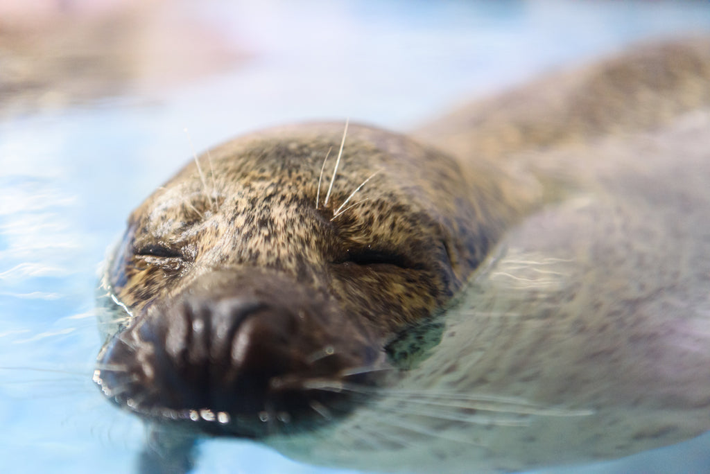 SEAL