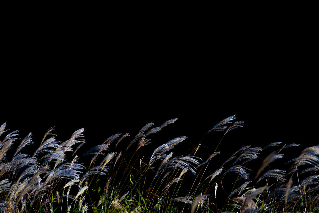 SILVER GRASS