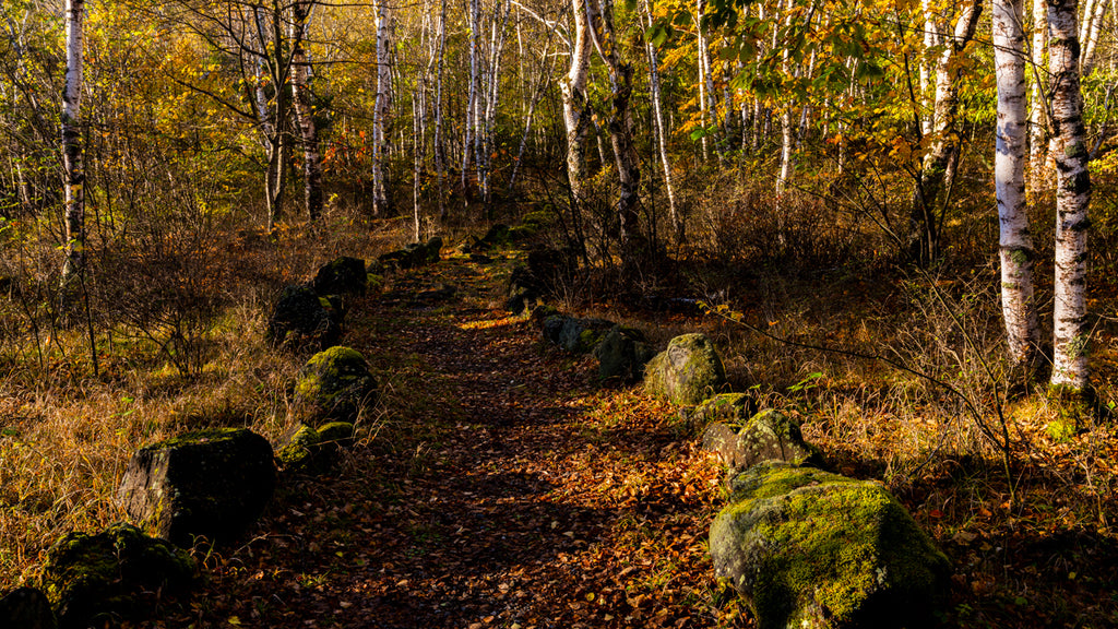 BIRCH ROAD