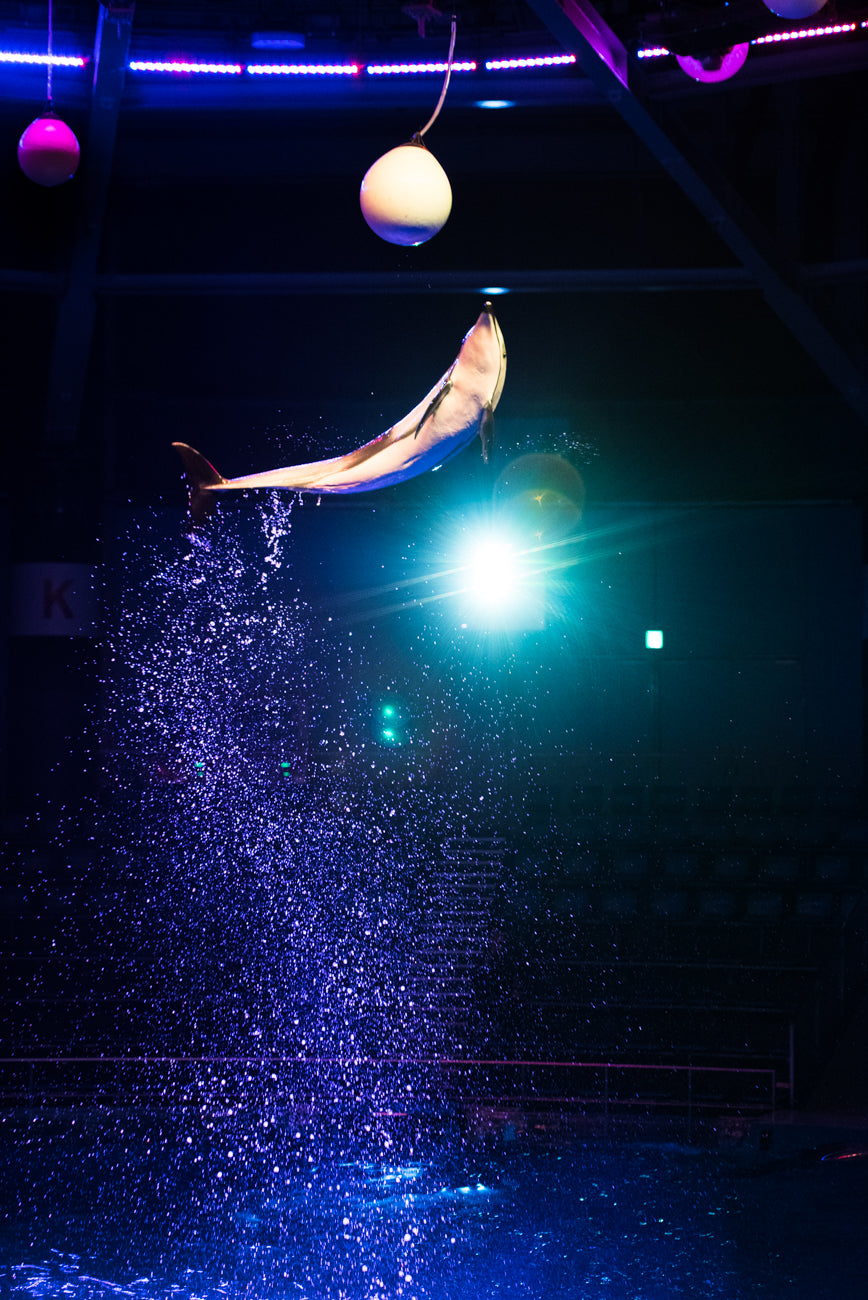 DANCING DOLPHIN Ⅱ