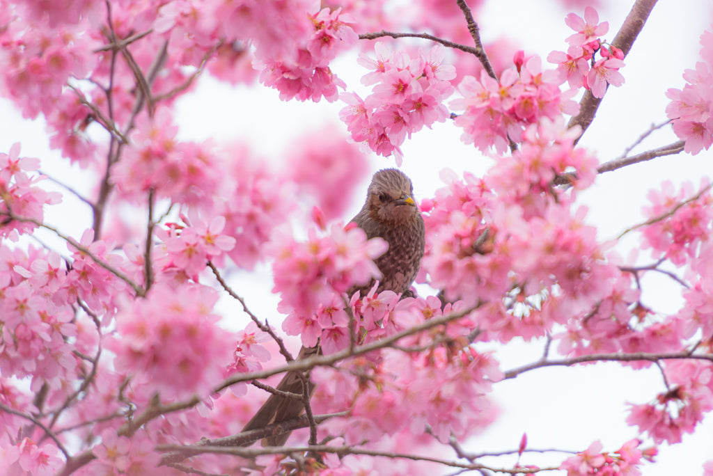 LOVELY BULBUL