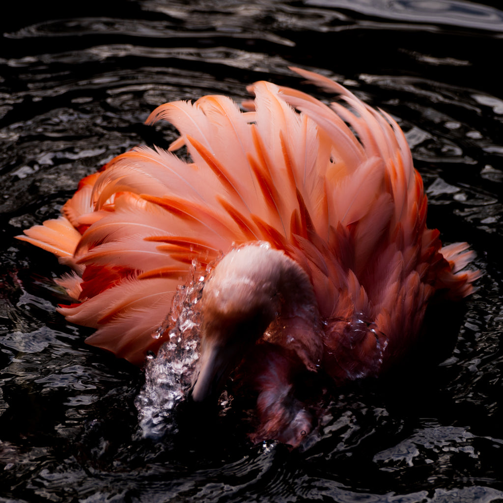 FLAMINGO Ⅱ
