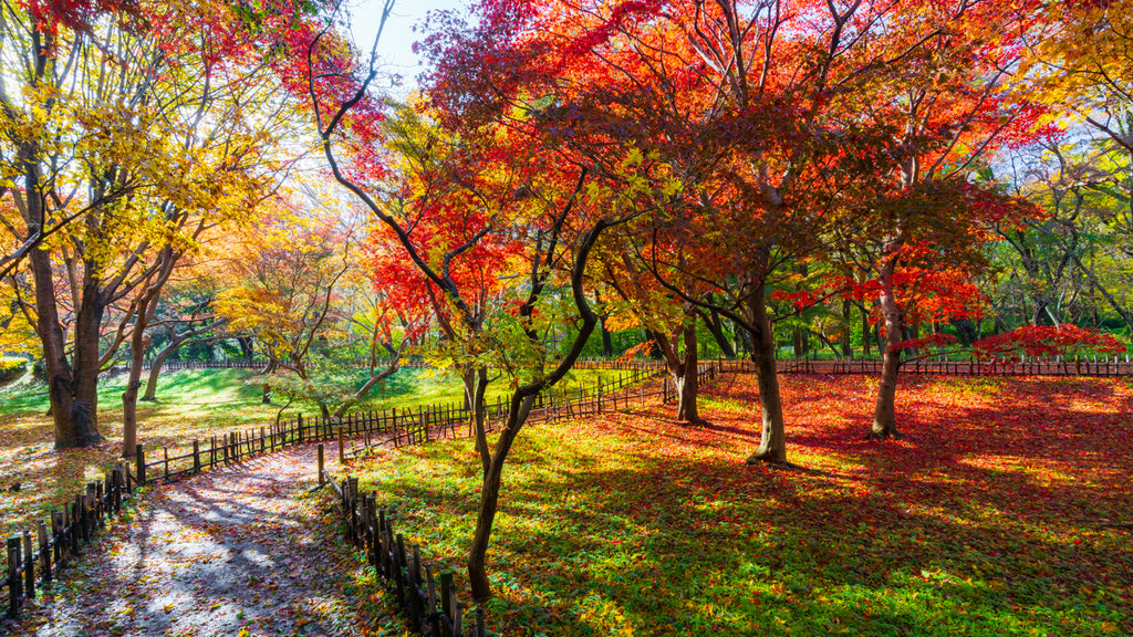33_MORNING COLORS