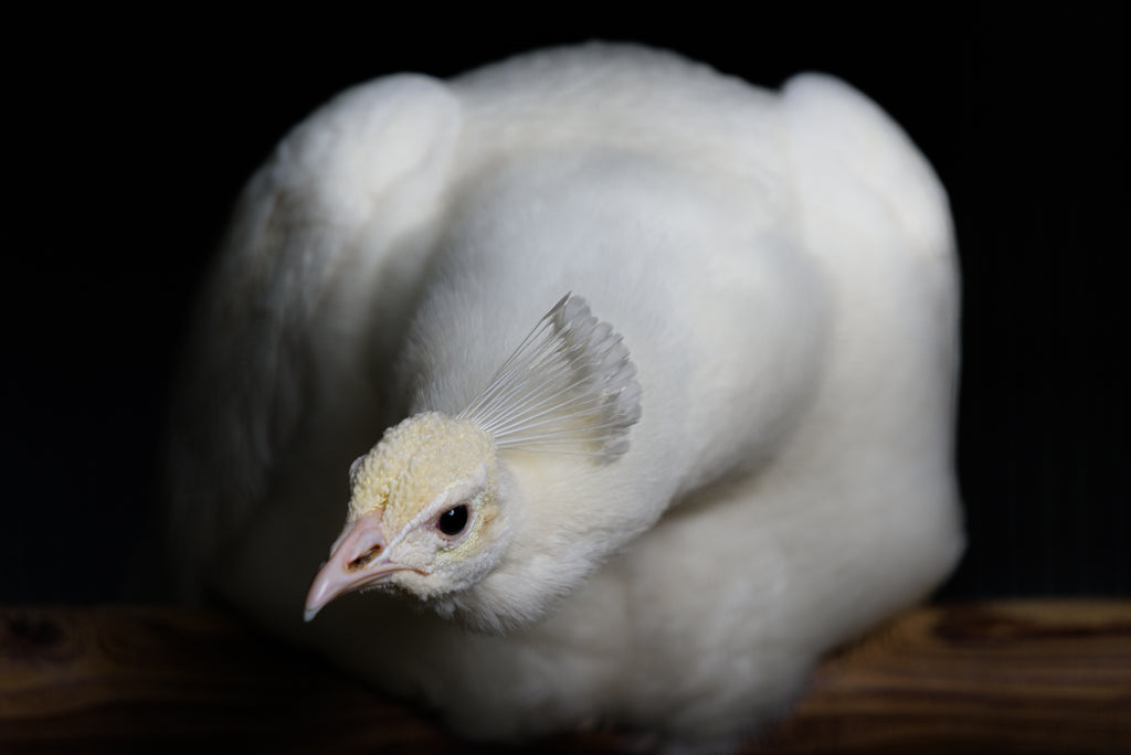 PEACOCK Ⅳ