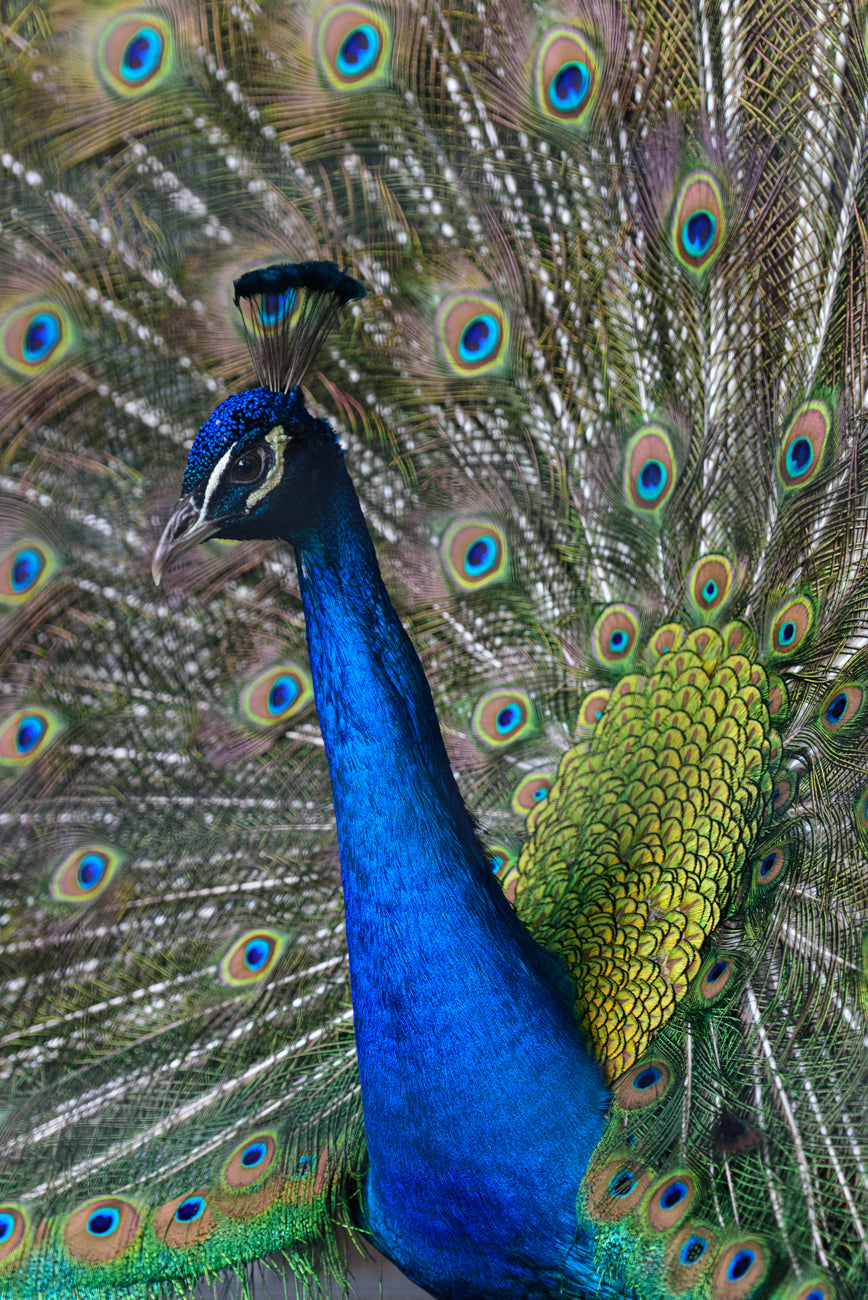 PEACOCK Ⅱ