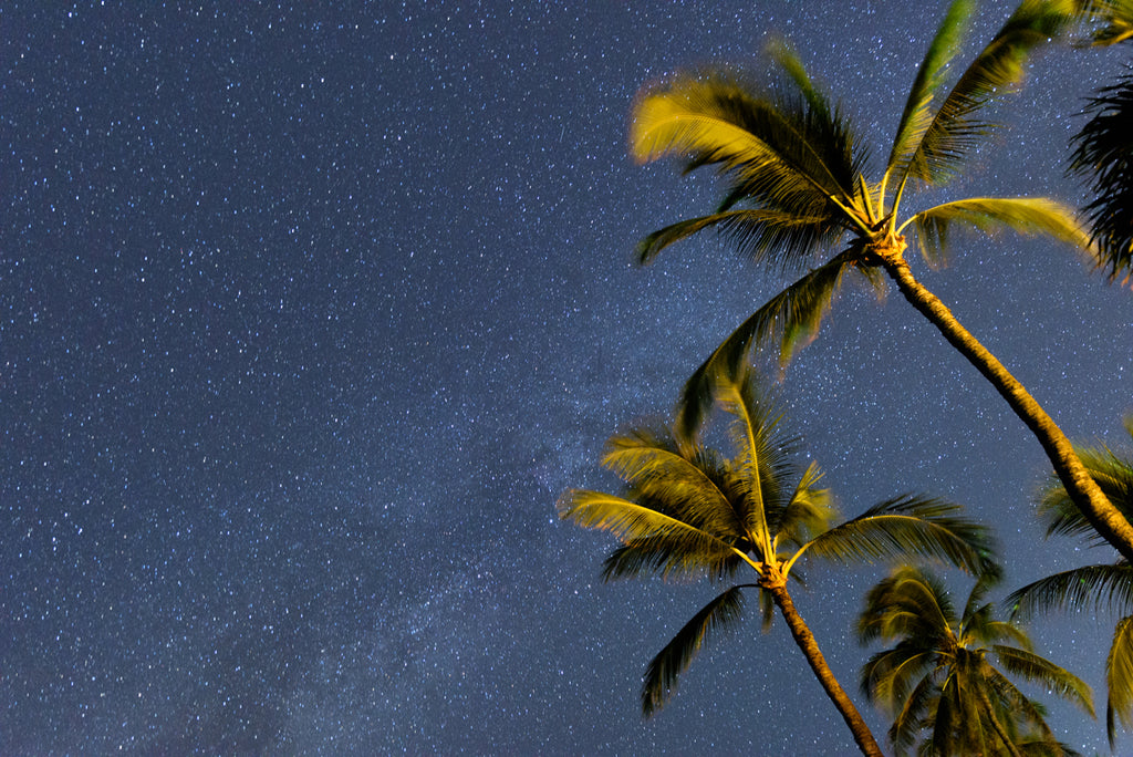 25_PALMS NIGHT