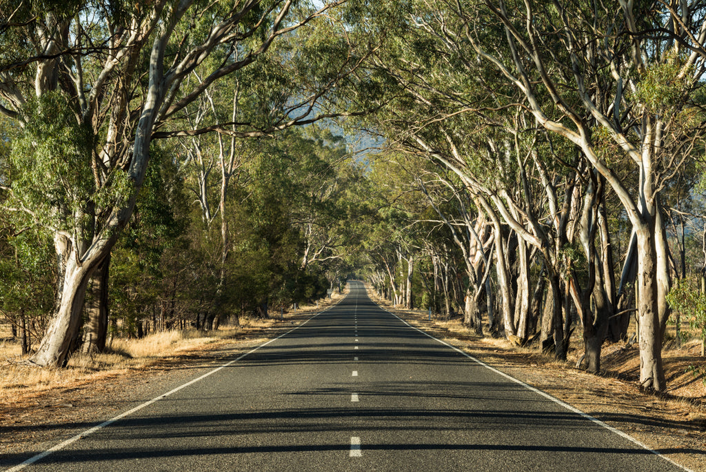 SHINING ROAD