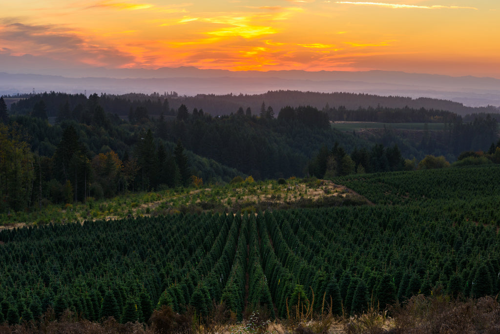 COUNTRYSIDE SUNSET