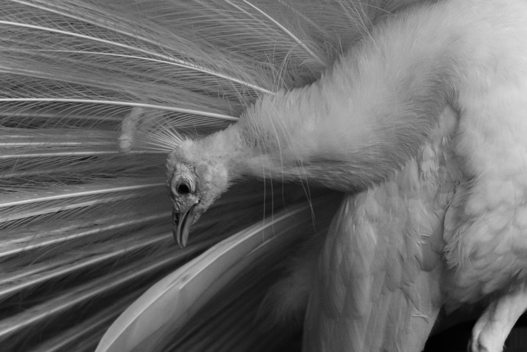 PEACOCK Ⅴ