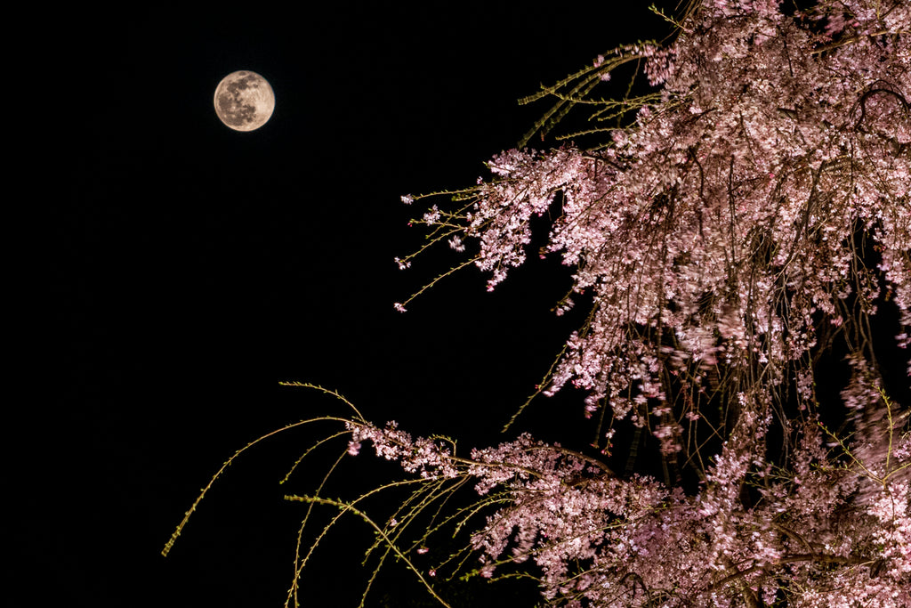 MOONLIT DANCE