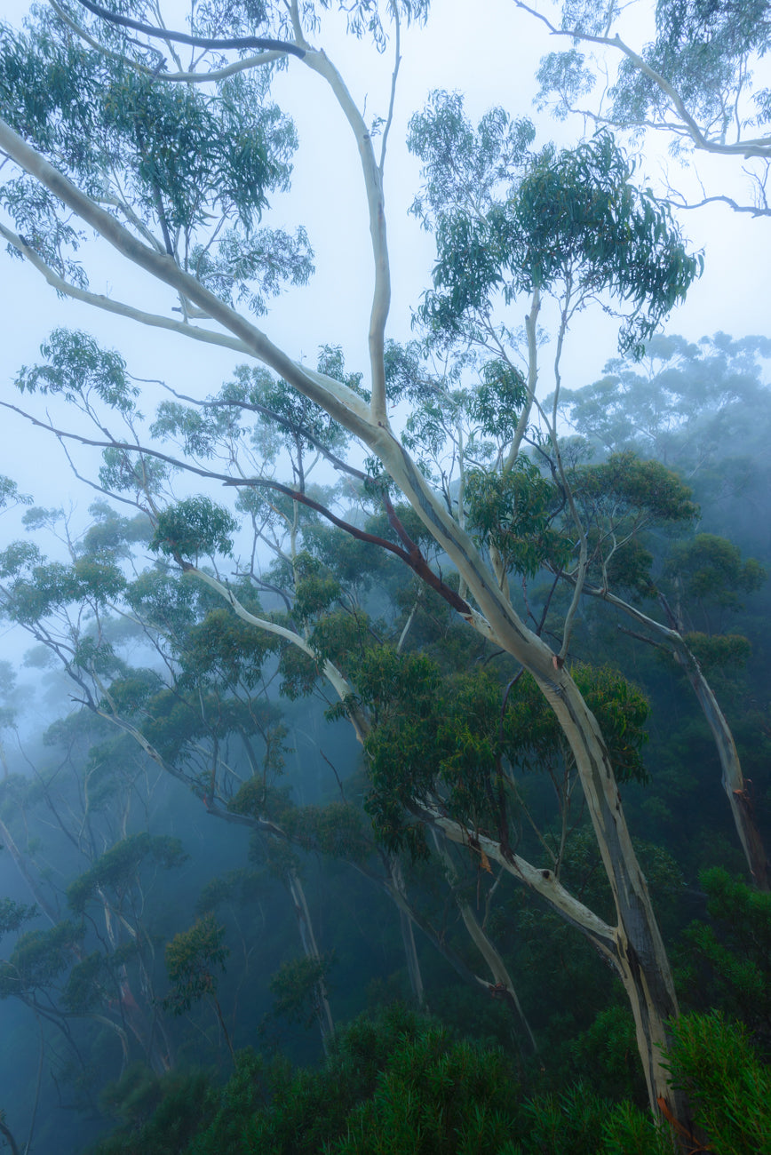 EUCALYPTUS